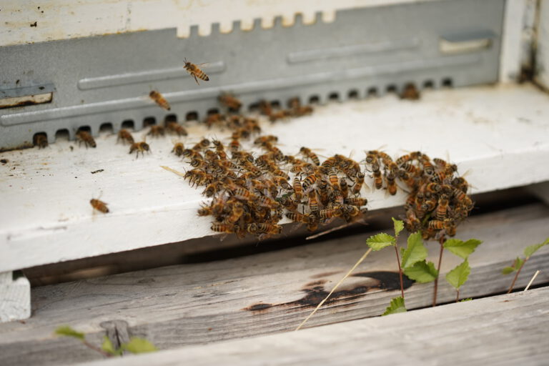 Bienen_natur_bienenstock