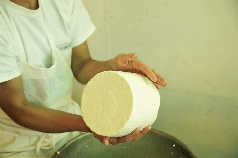 cheese production_pecorino