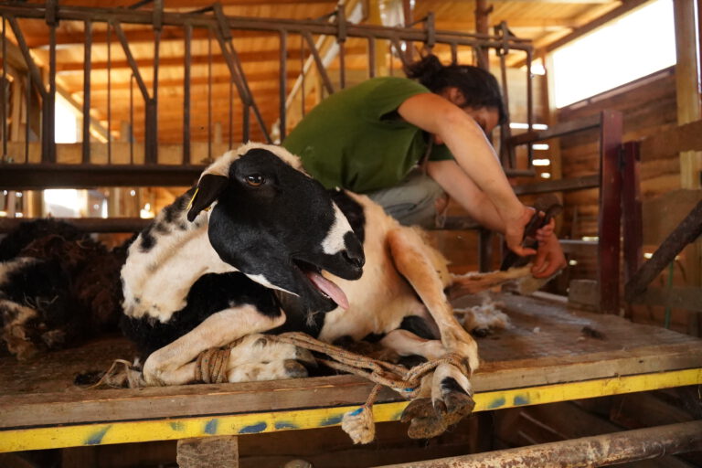 shaving_sheep_agriculture