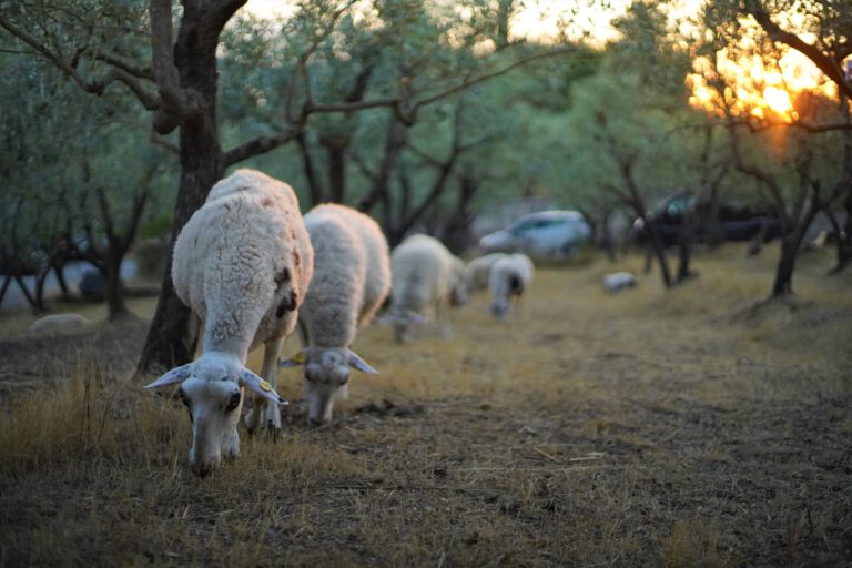 sheep_farming_tuscany