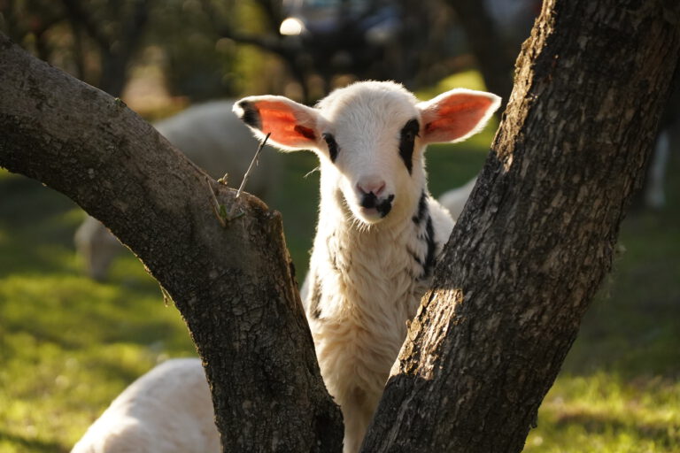 sheep_lamb_newborn