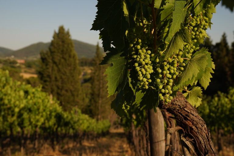 vineyard_growth_grapes_chianti_tuscany