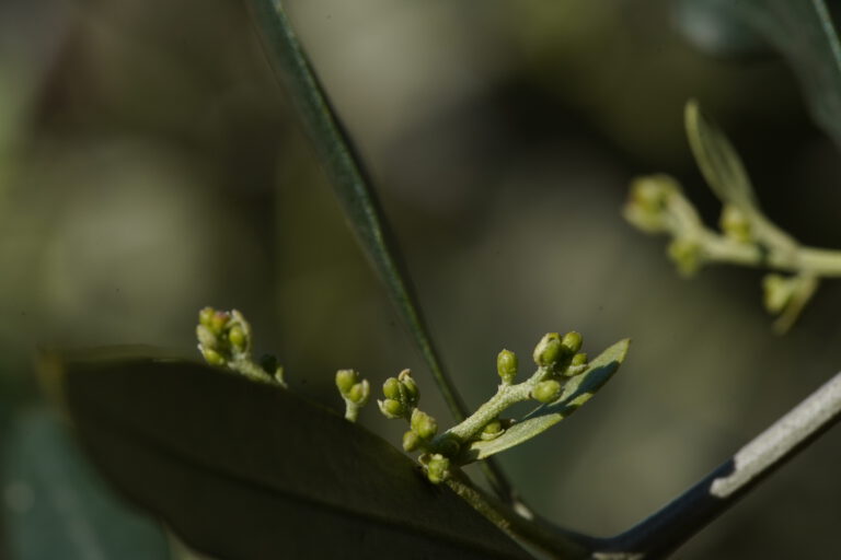 bud_olivetree_close-up