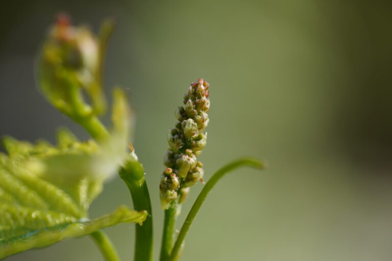 bud_vine_close-up