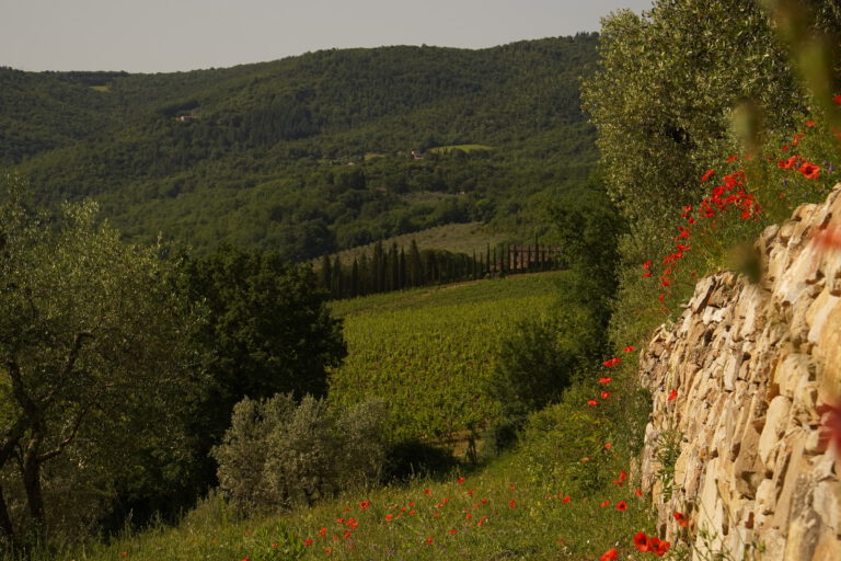 poppy flowers_tuscany_nature_fields