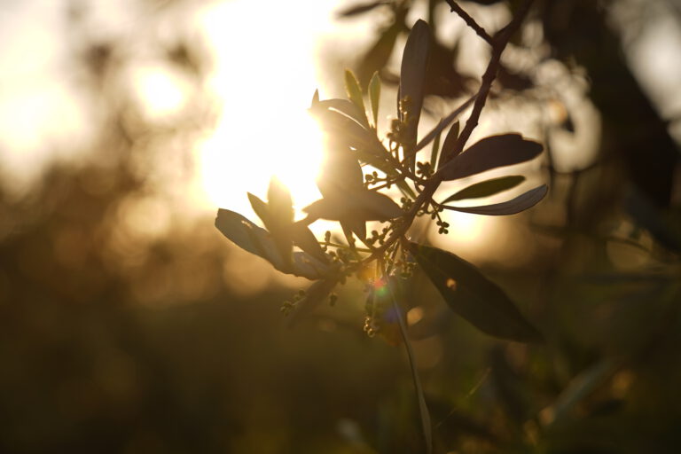 sunset_olive tree_olives