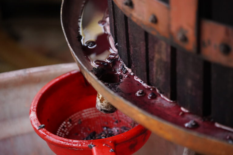 svinatura_red grapes_wine production_italy