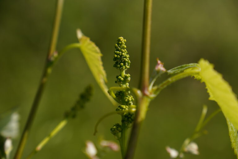 vine_plant_bud_fruit_grapes